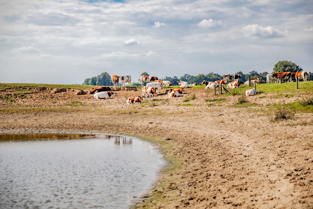 Koeien in de wei langs rivier de IJssel. Landbouwkoepel LTO Nederland is blij dat een generieke gedwongen krimp van de veestapel niet door de commissie-Remkes wordt geadviseerd.