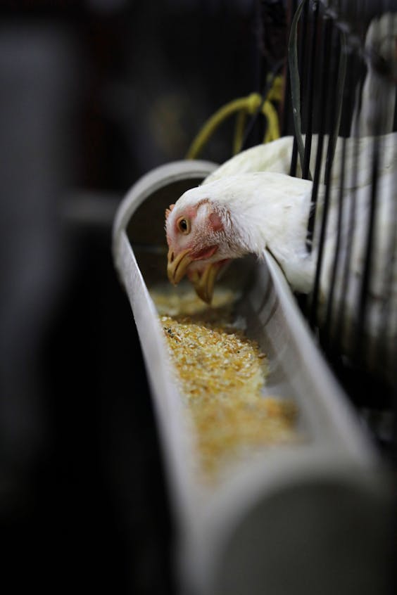 Universal produceert 300.000 ton pluimvee-, vis- en garnalenvoer.