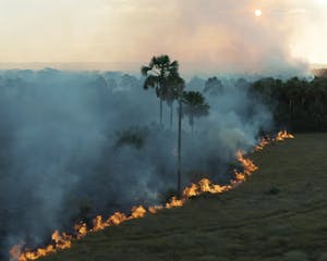 Hoe een Nederlandse bank betrokken raakte bij ontbossers in Brazilië