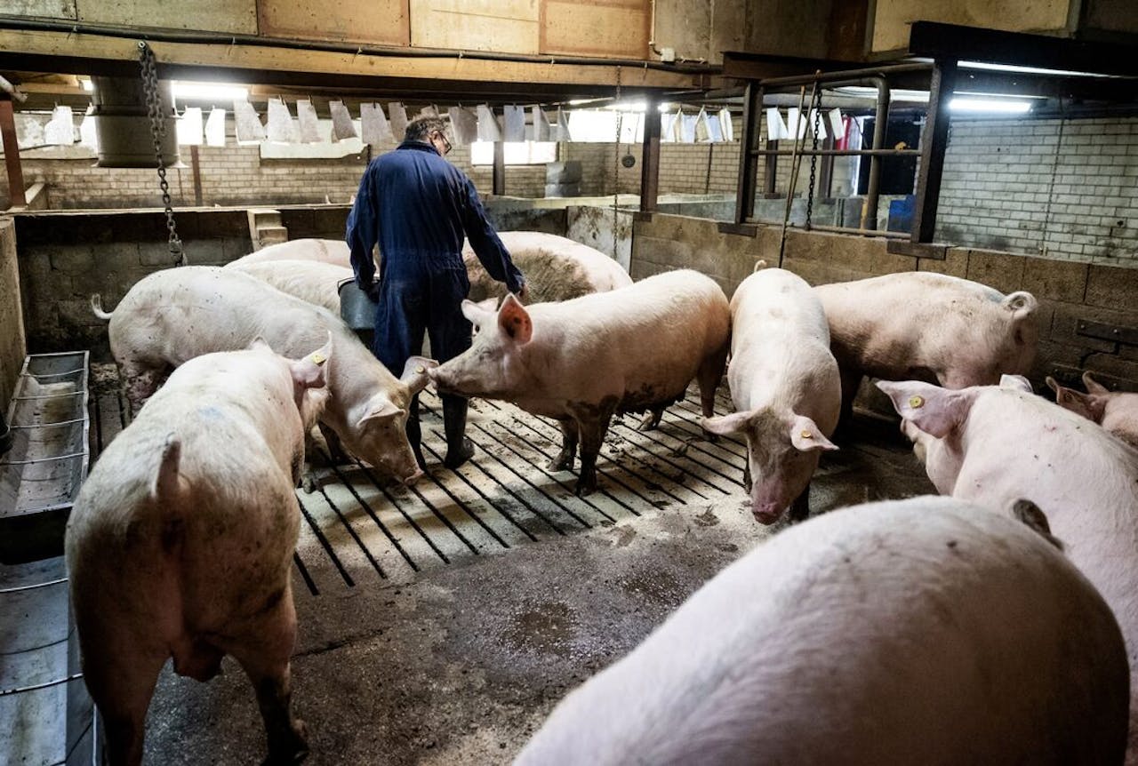 Een varkensboer aan het werk in het Noord-Brabantse Halderberge.