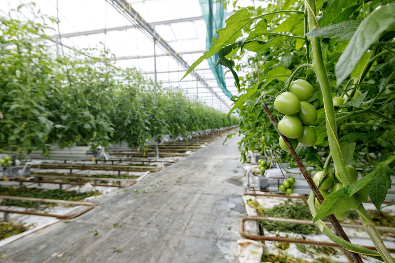 Een tomatenkwekerij in Elshout. Het CPB wijst de glastuinbouw aan als een van de sectoren die hard geraakt kunnen worden door hoge energieprijzen.