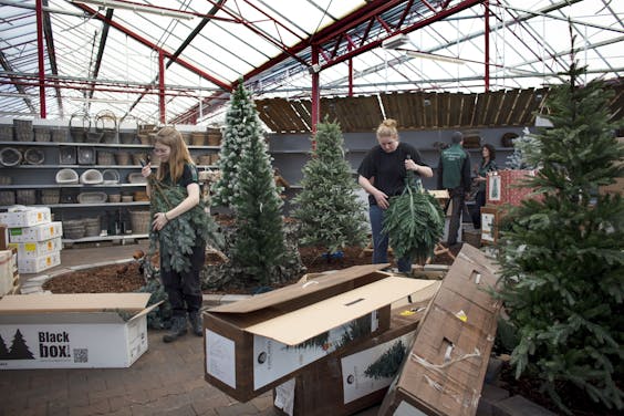 Kerstbomen en versieringen worden opgeruimd bij tuincentrum 't Lokkemientje in Edam.