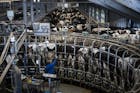 Van melkplas naar hoogwaardig melkpoeder: Nederland is ‘te duur’ voor bulk