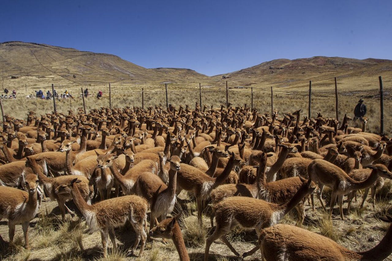 Vicuña’s leven in de zuidelijke Andes; hun vacht levert de fijnste — en duurste — wol die je op de wereld kunt vinden.