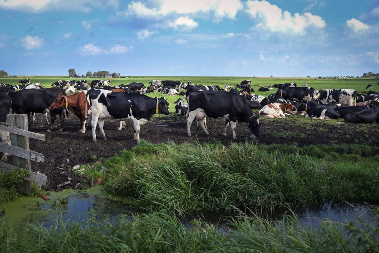 Koeien in de wei bij Edam.