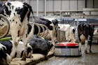 Minister Adema wil mest- en productierechten veehouders bij verkoop afromen