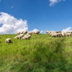 Nieuwe uitbraak Q-koorts op Gelderse schapenhouderij