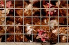 OM verdenkt grote kippenslachter uit Putten van miljoenenfraude