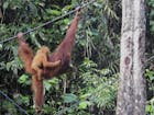 Natuurorganisaties hekelen weggeven van orang-oetans om palmolie-export Maleisië te redden