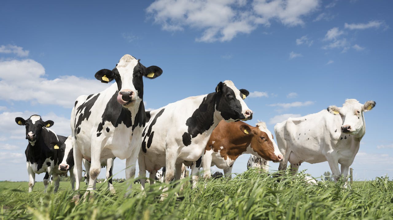 Minder koeien in veenweides in het Groene Hart, zo verwacht Friesland Campina