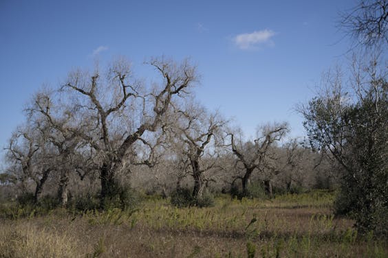 Dode olijfbomen, na aantasting door de bacterie Xylella fastidiosa. In de streek Puglia, die wel ‘de long van de Italiaanse olijventeelt’ wordt genoemd, zijn de afgelopen jaren 4 miljoen bomen geveld.