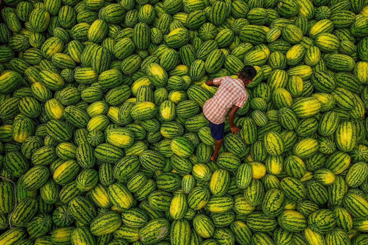Melões de Bangladesh.