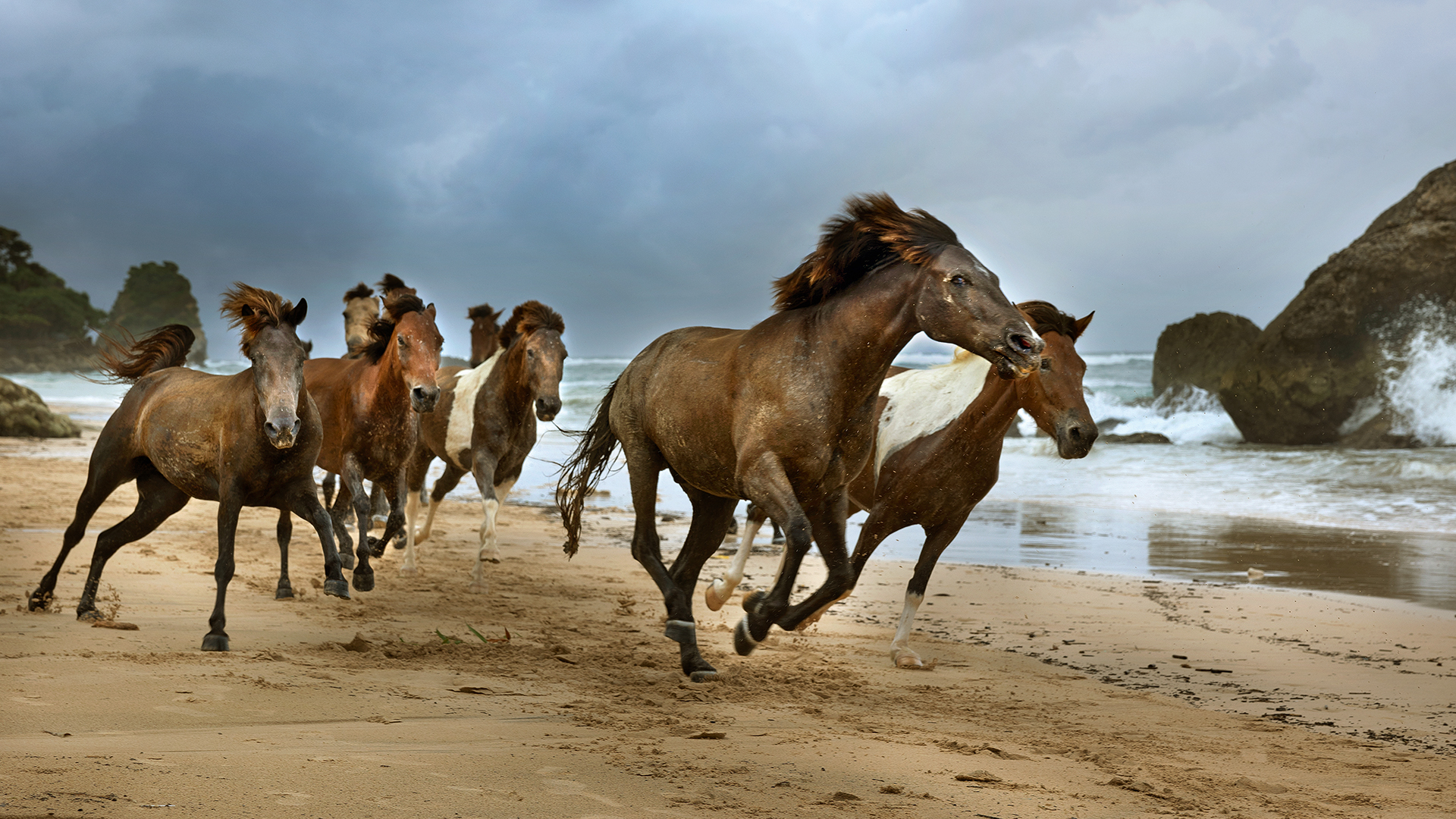 De paarden van het Indonesische eiland Sumba