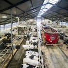 Zuivelgigant FrieslandCampina leent geld om eigen boeren af te betalen