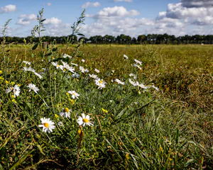 Het volgende landbouwprobleem: ‘Over tien jaar kopen we akkerbouwers uit’