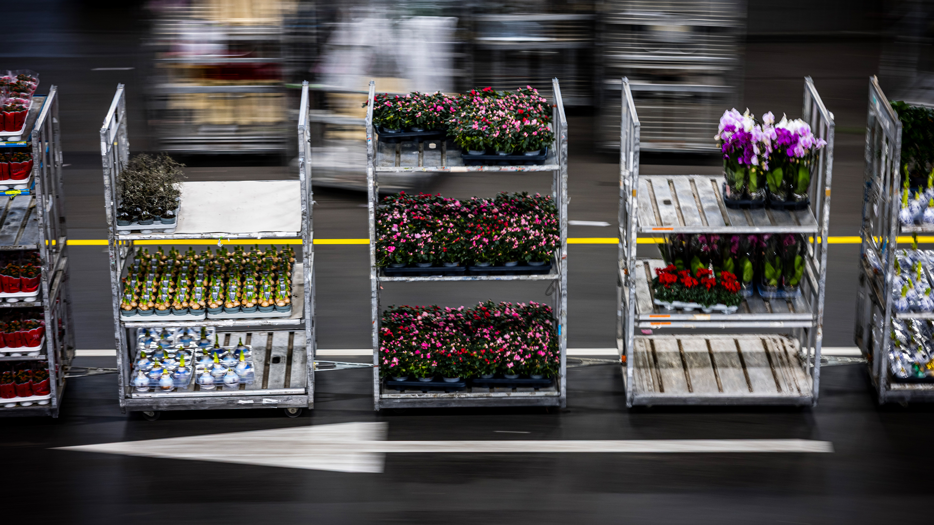 Coke tussen de bloemen: hoe de maffia de sierteelt ondermijnt