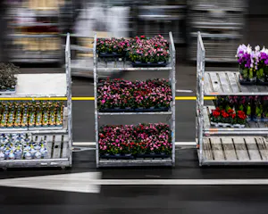 Coke tussen de bloemen: hoe de maffia de sierteelt ondermijnt