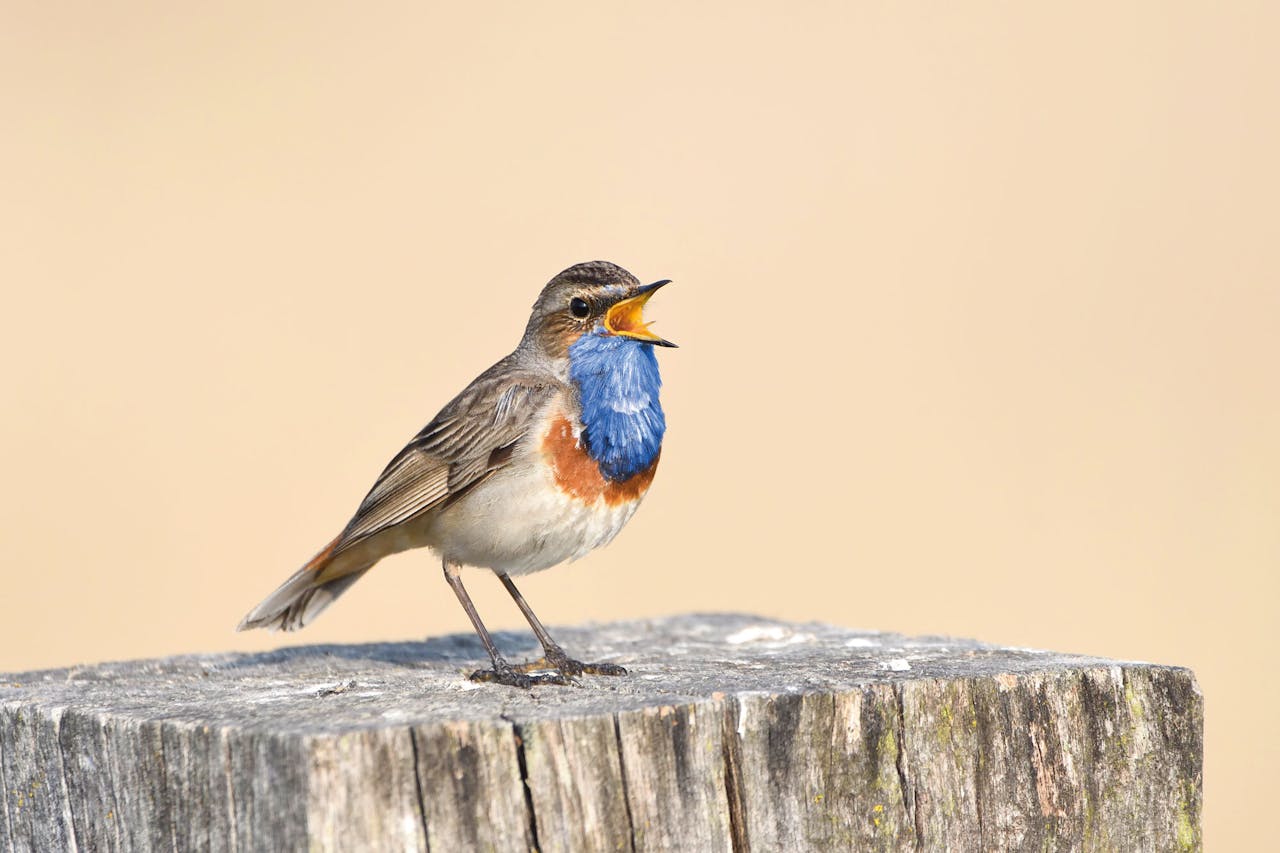 Vogelspotten met Arjan Dwarshuis: de blauwborst (foto) of een roerdomp?