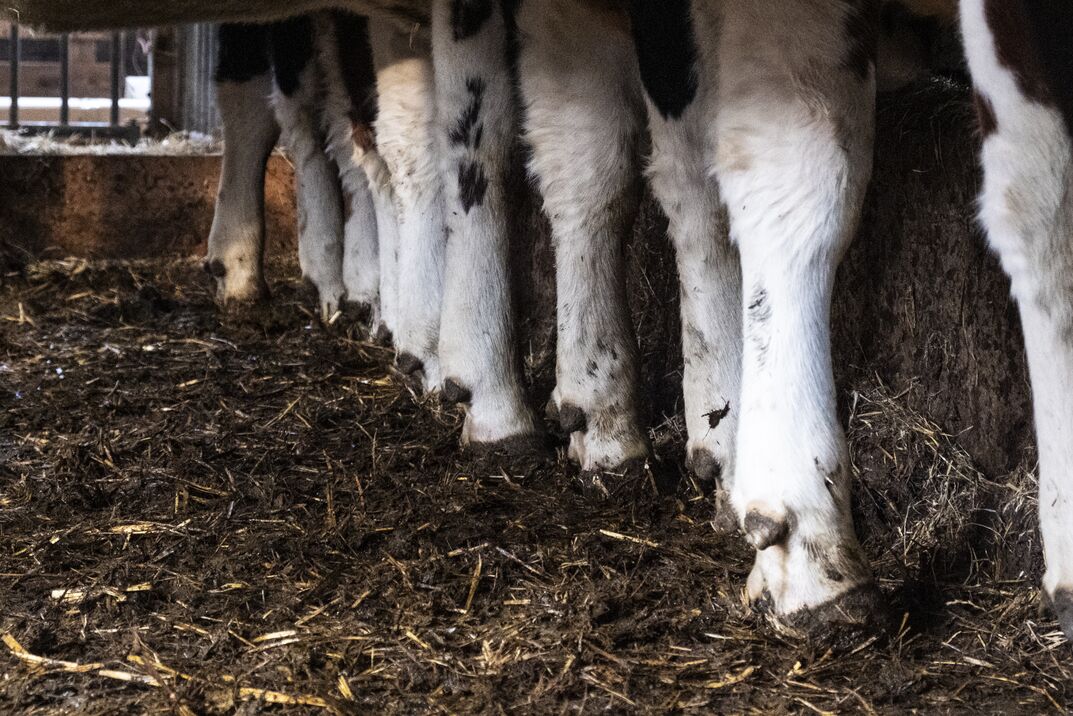 Taakstraf geëist vanwege tankwagens vol runderbloed