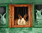 Ziedende concurrent maakt dat konijnenhouder vreest voor zijn bedrijf en zijn leven