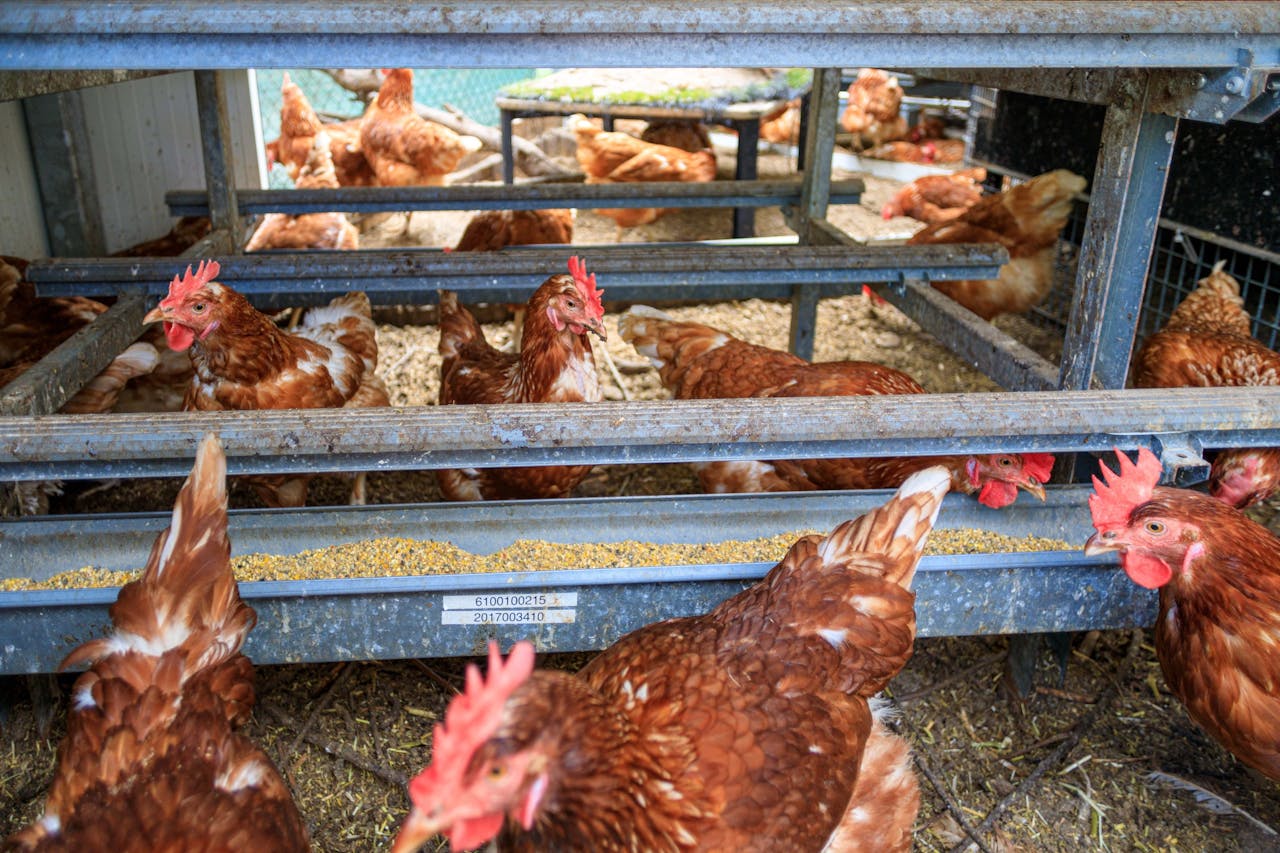 Hok met kippen. Maximaal een derde van de gelegde eieren is bestemd voor industriële verwerking, waar de ACM een inkoopkartel blootlegde.