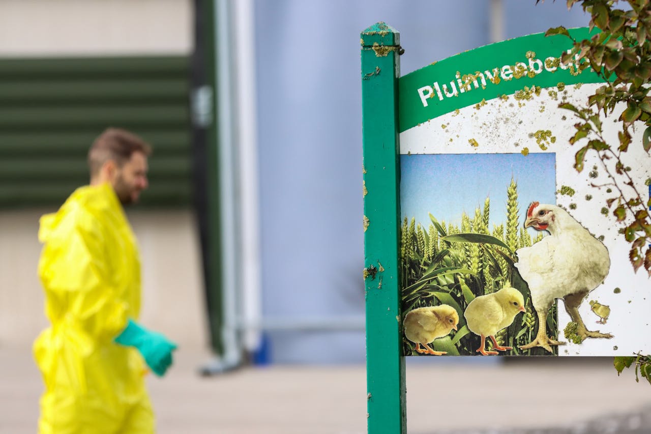 Bij een pluimveehouder in het Friese dorp Blija werden afgelopen najaar zo'n 80.000 kippen geruimd nadat er vogelgriep was vastgesteld.