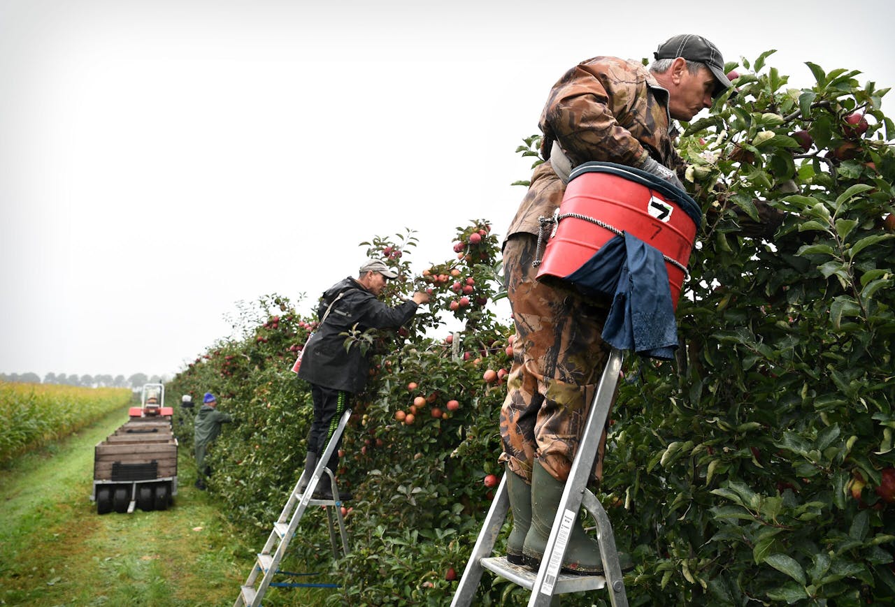 Arbeidsmigranten plukken appels in Alphen, in het Land van Maas en Waal.