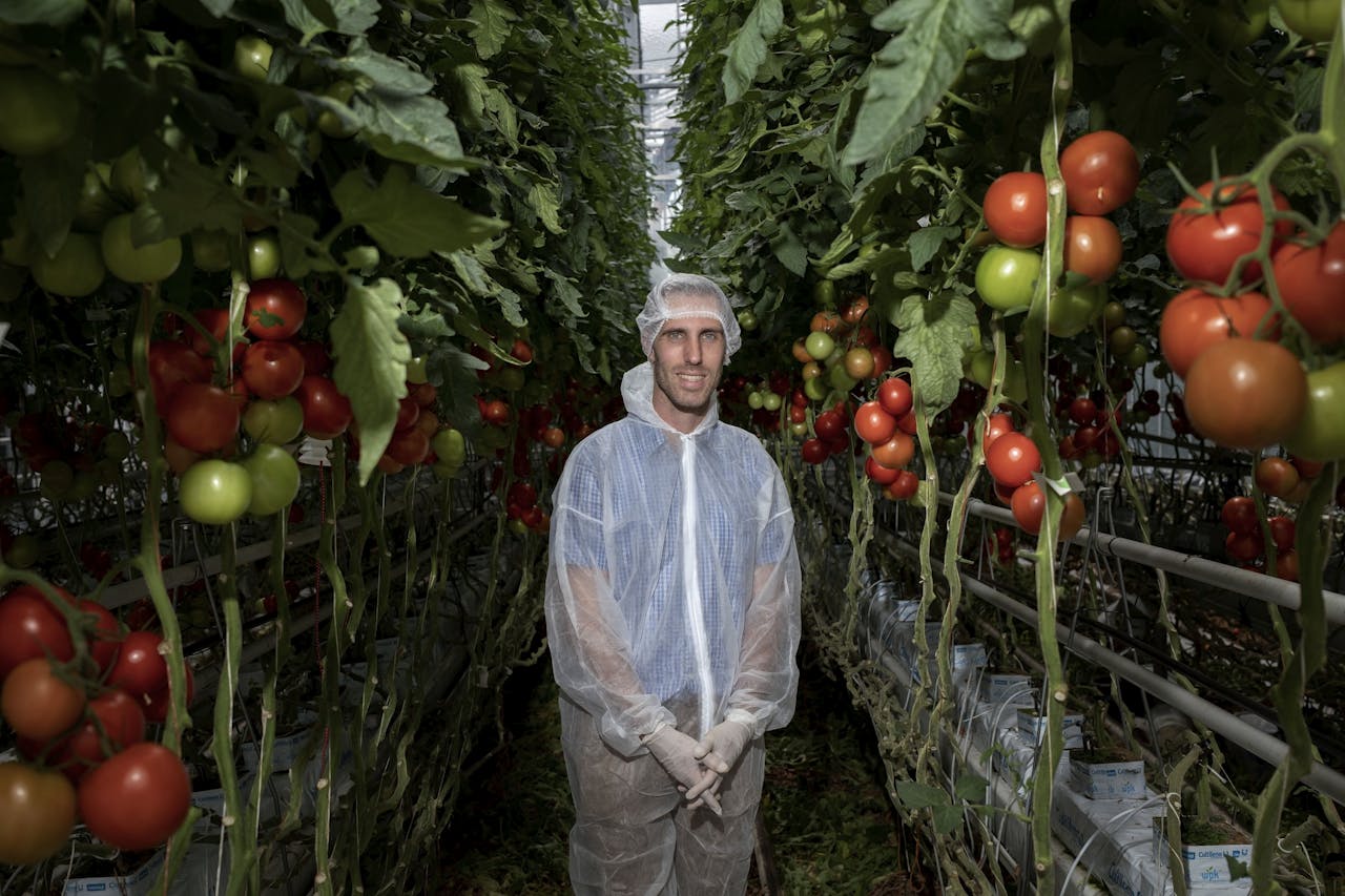 In Bleiswijk kweken Gerard Verbiest en andere onderzoekers tomatenplanten in een kas, die ze voorzien van microfoontjes. Daarmee kunnen ze onder meer hun droogtestress horen.
