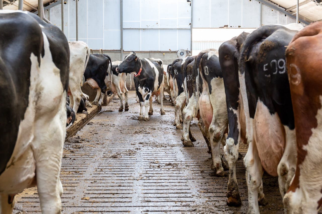 Koeien op een zogenoemde emissiearme stalvloer van een melkveebedrijf
