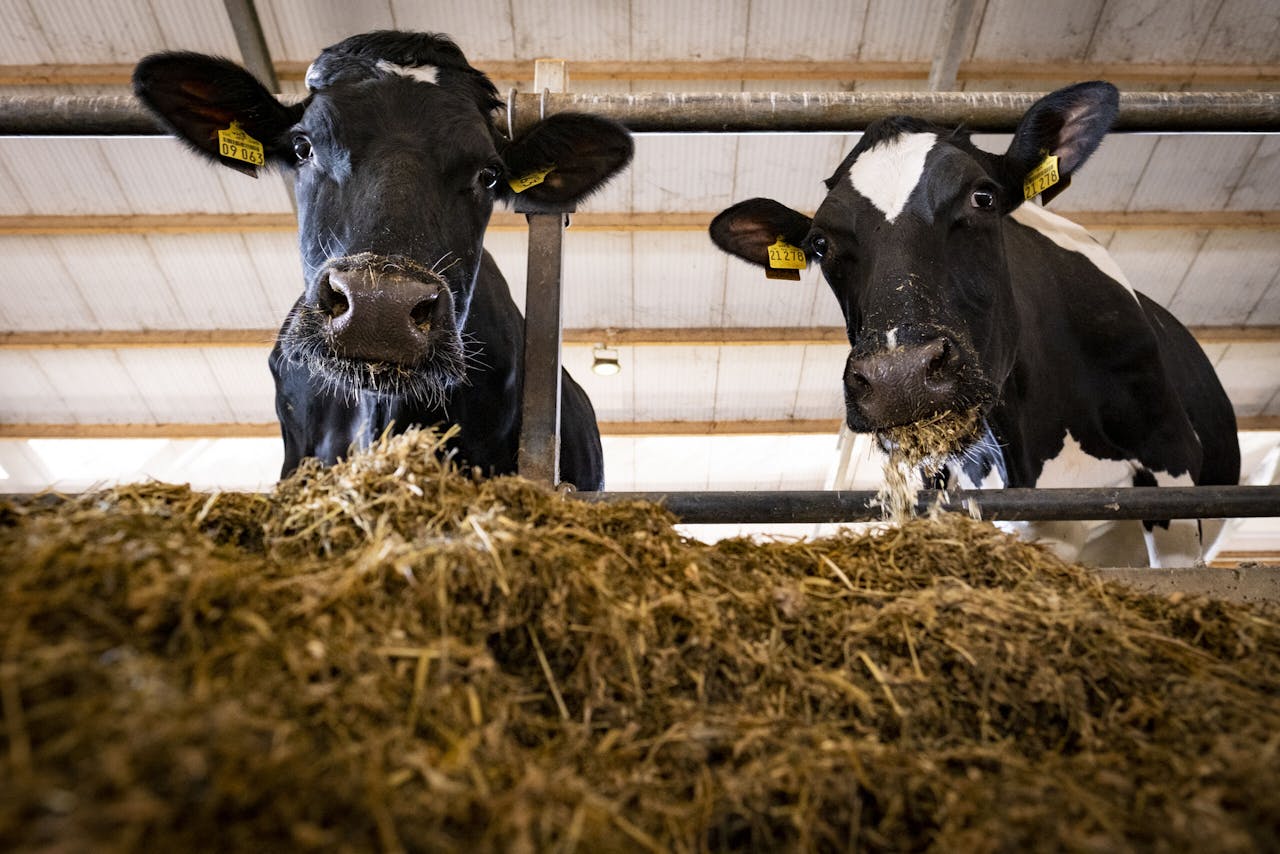 De stikstofnorm per hectare voor de meest gevoelige natuur in de Nieuwkoopse Plassen komt overeen met wat één koe in een maand uitschijt.