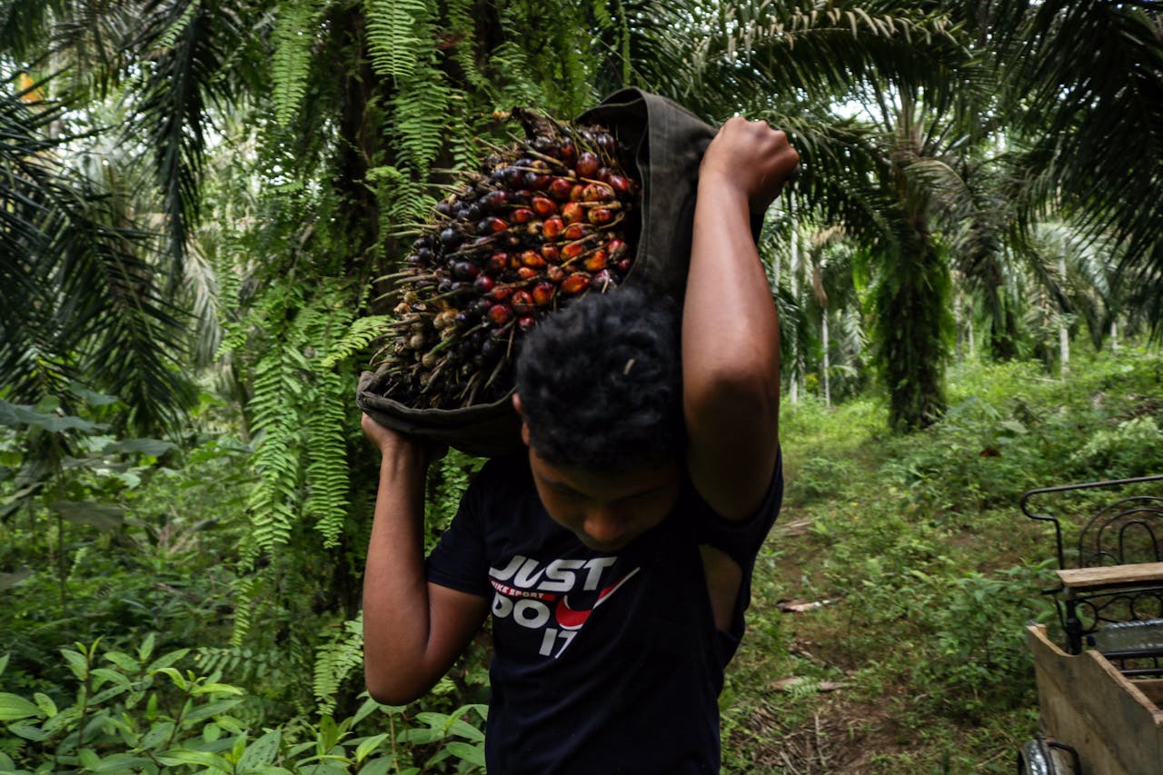India is wereldwijd de grootst afnemer van palmolie, waarvoor oerwoud in Indonesië en Maleisië wordt gekapt. De EU verbiedt al invoer van producten die leiden tot ontbossing.