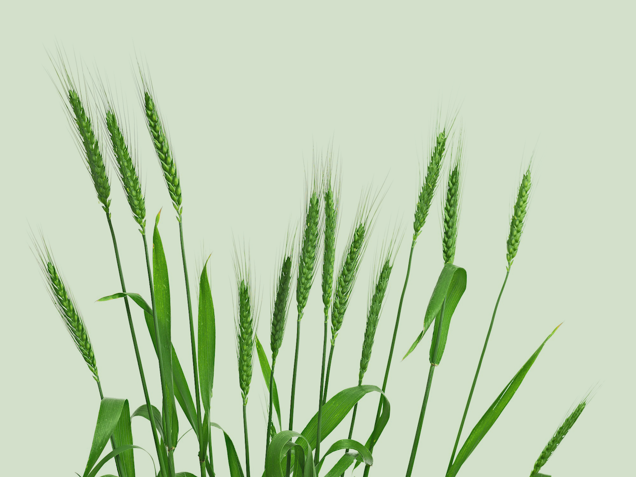 Met nieuwe methodes voor DNA-verbetering kunnen planten relatief eenvoudig resistent worden gemaakt tegen ziektes.