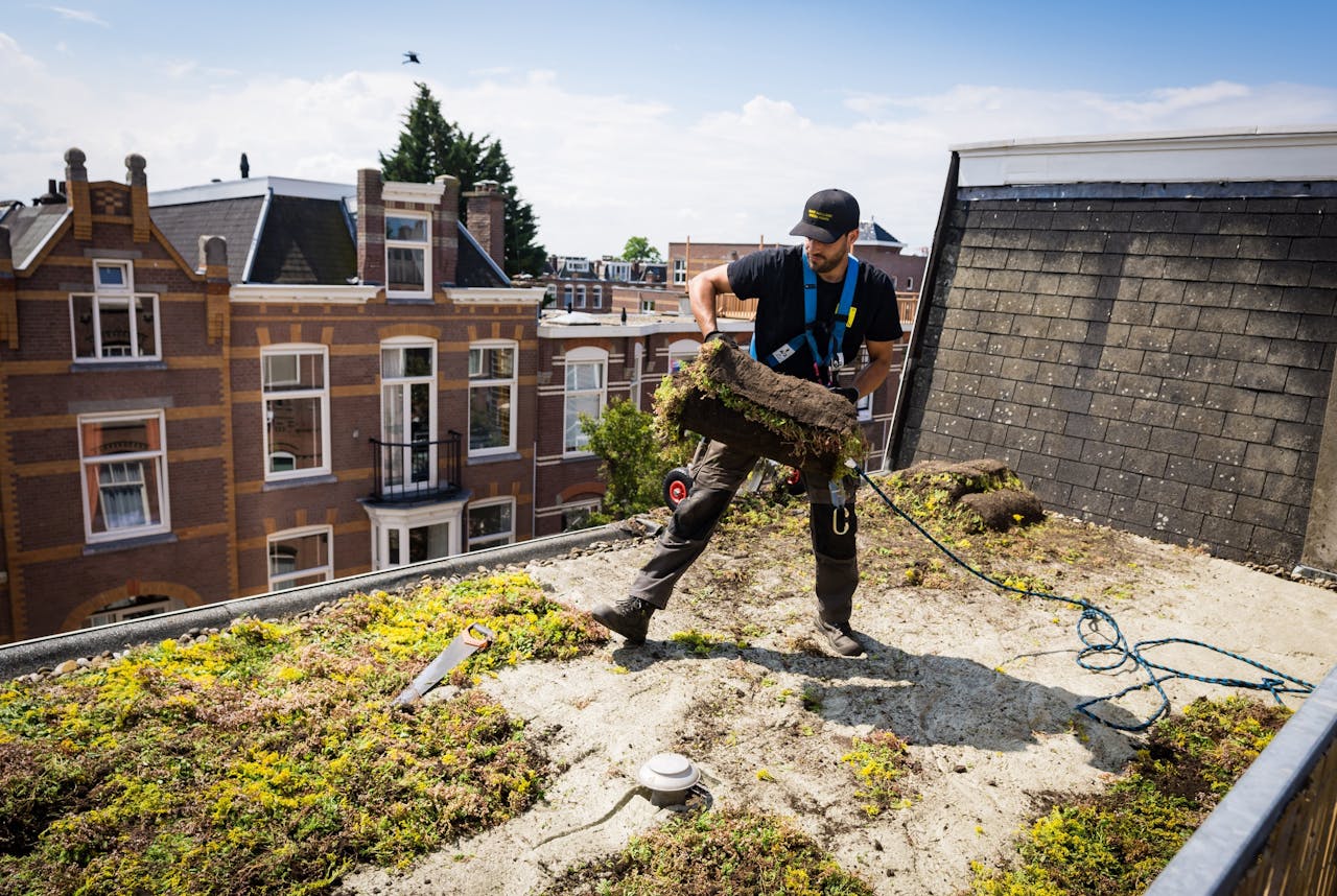 Groene daken kunnen volgens experts helpen huizen af te koelen.