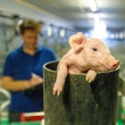 'Ondoordacht' plan D66 voor halvering veestapel valt slecht in coalitie