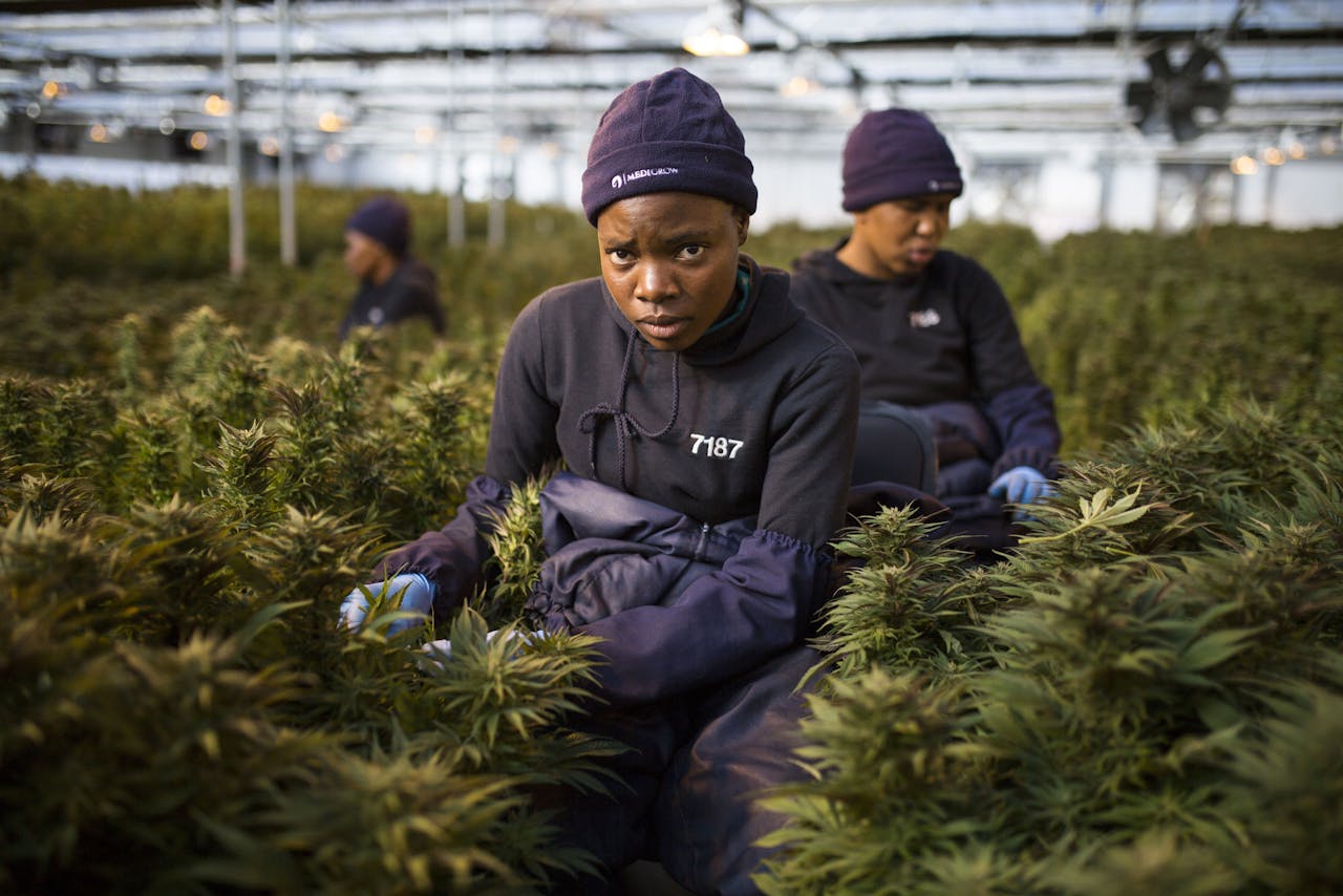 Medewerkers in de legale cannabis teelt in Marakabei in Lesotho.