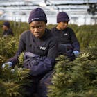 ‘Zuid-Afrika kan cannabisvoorraadschuur van de wereld worden’