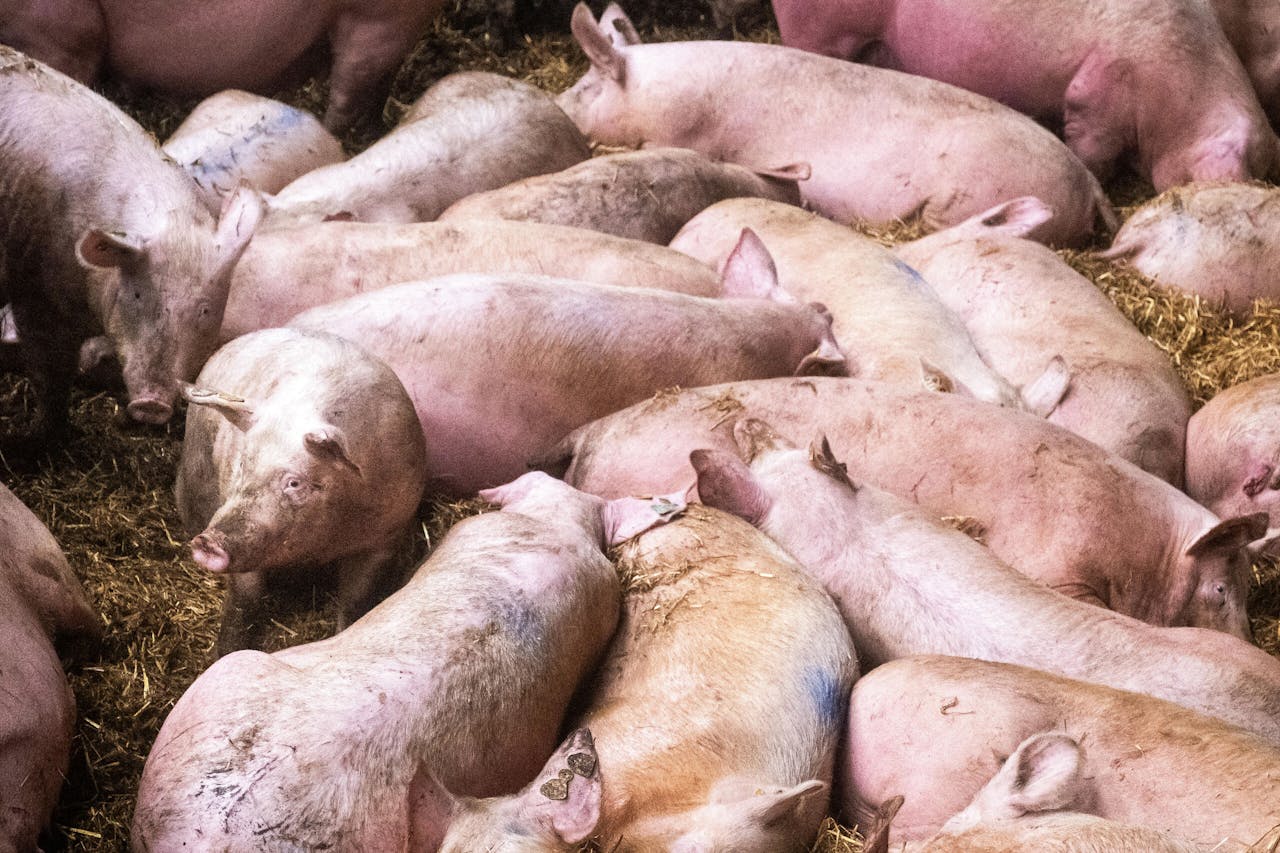 Een varkensworstje was vorig jaar het 'eerste showcase-product' van het Nederlandse kweekvleesbedrijf Meatable. Met vlees uit het laboratorium en niet van levende varkens.