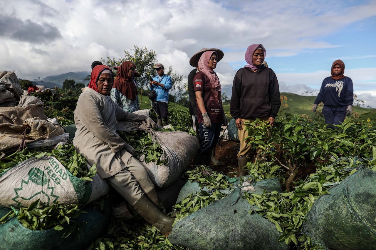Een theeplantage in West-Java. Opkomende markten voelen de pijn van hoge inflatie en oplopende rente.