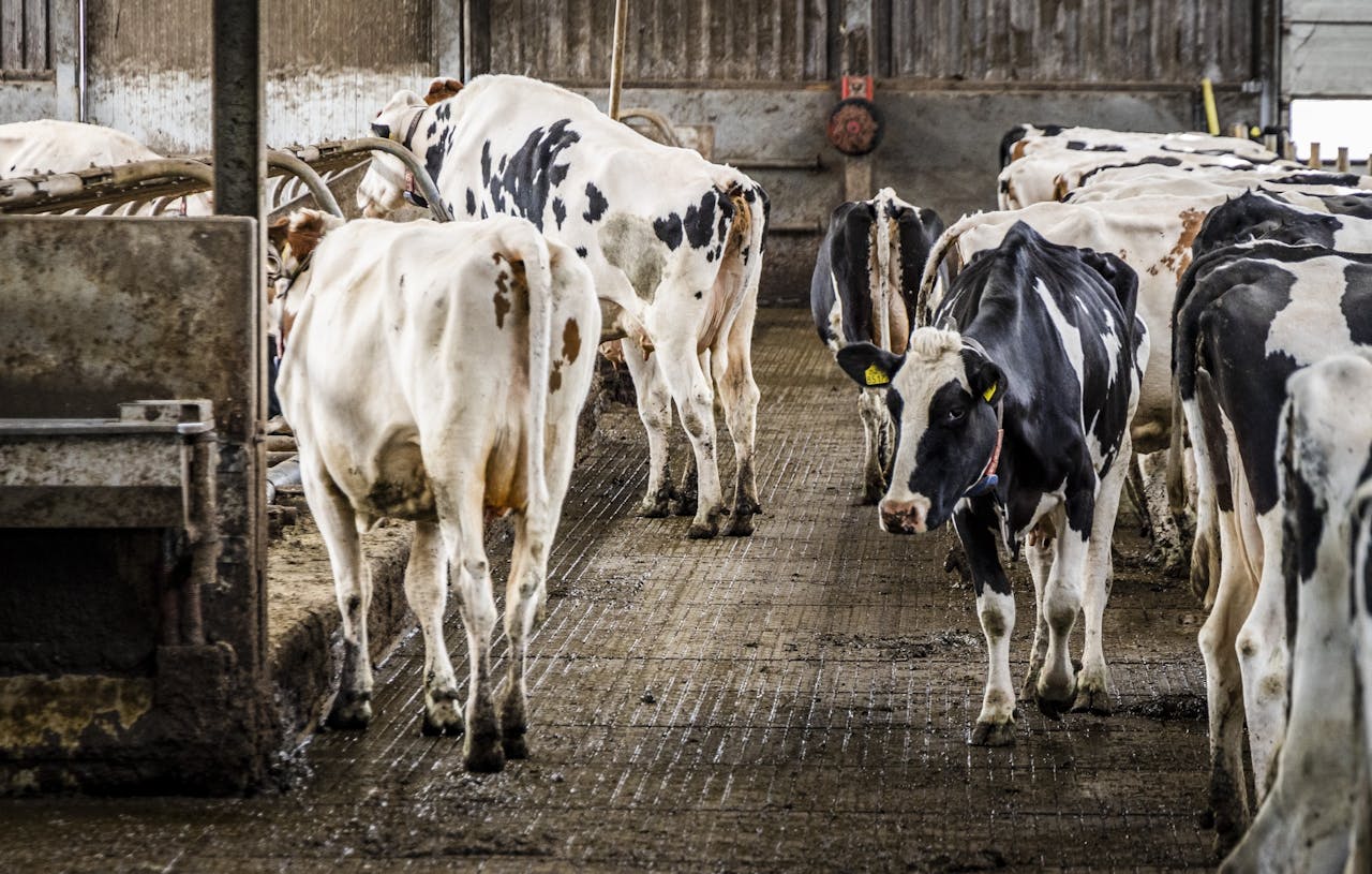 Cagemax zou gemalen resten van herkauwers, zoals koeien, als ingrediënt voor veevoer verkopen.