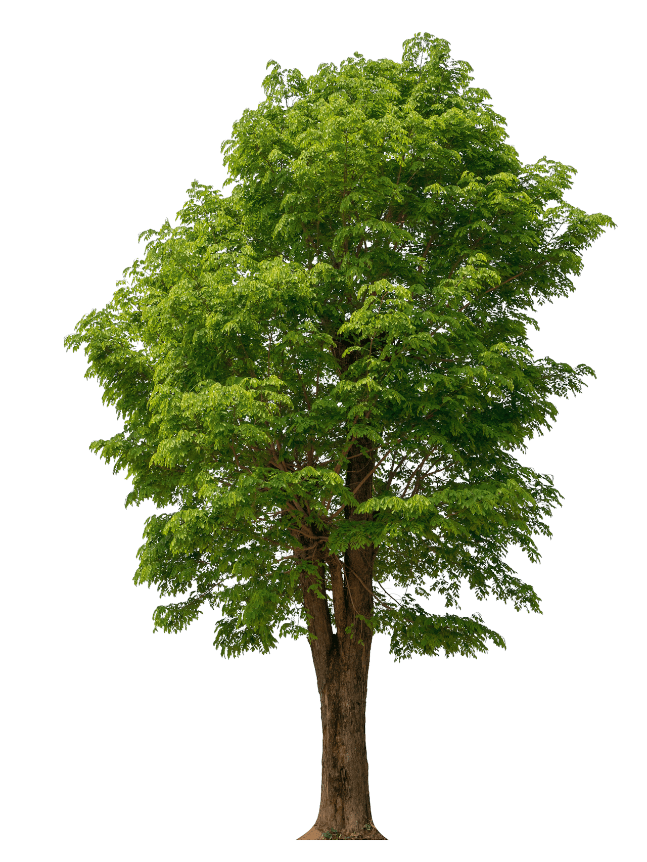 Werkgevers kunnen bomen planten om groen gedrag van medewerkers te belonen.
