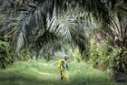 Maleisische palmolieproductie hapert door personeelstekorten