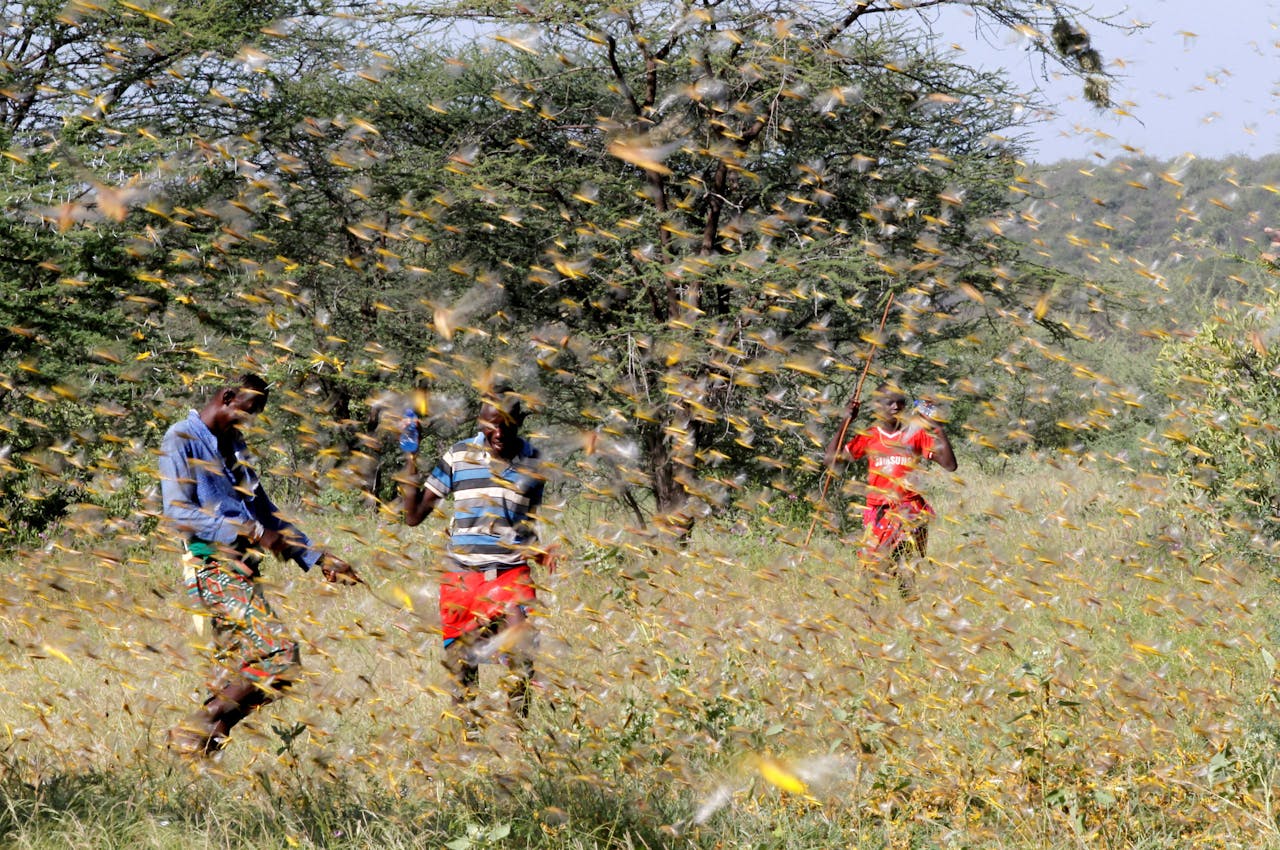 Keniaanse mannen proberen vruchteloos een zwerm sprinkhanen te verjagen die hun grasland opvreten.