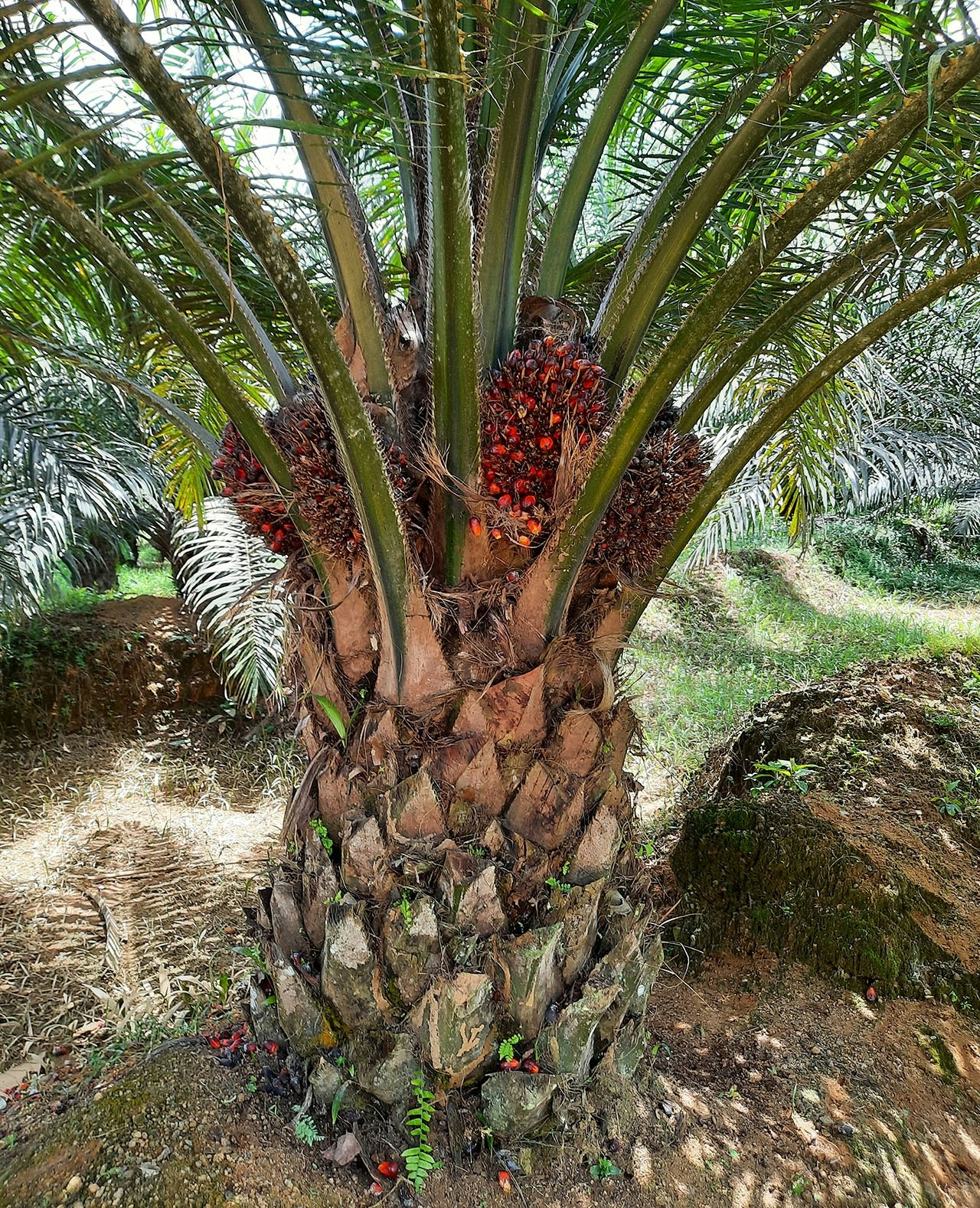 Een oliepalm, met bovenin de stam de vruchten. Palmolie is de meest gebruikte plantaardige olie ter wereld en tegelijkertijd zeer omstreden.