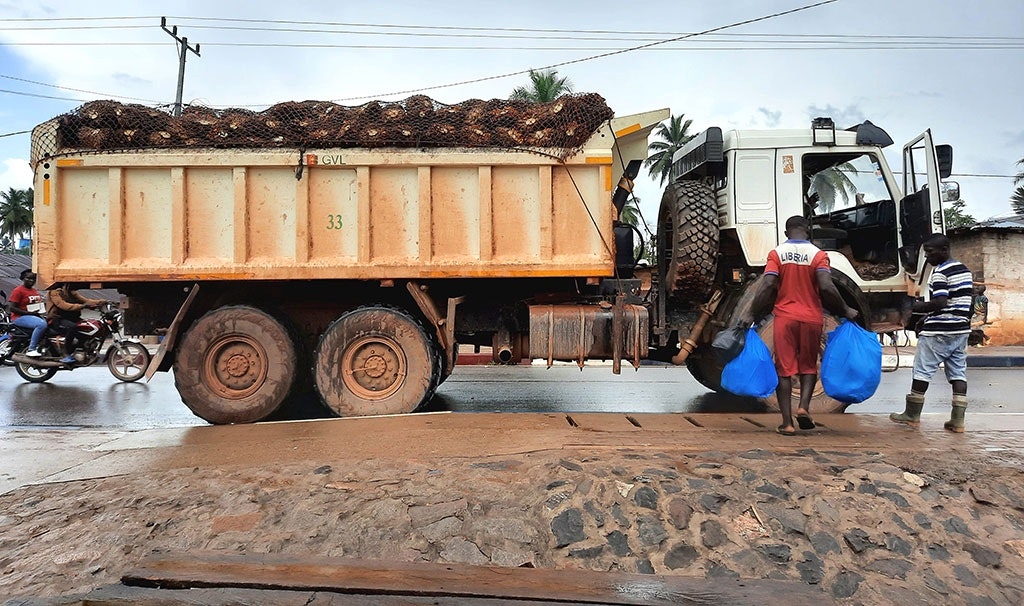 Een man stapt in een vrachtwagen van Golden Veroleum, volgeladen met palmolievruchten.