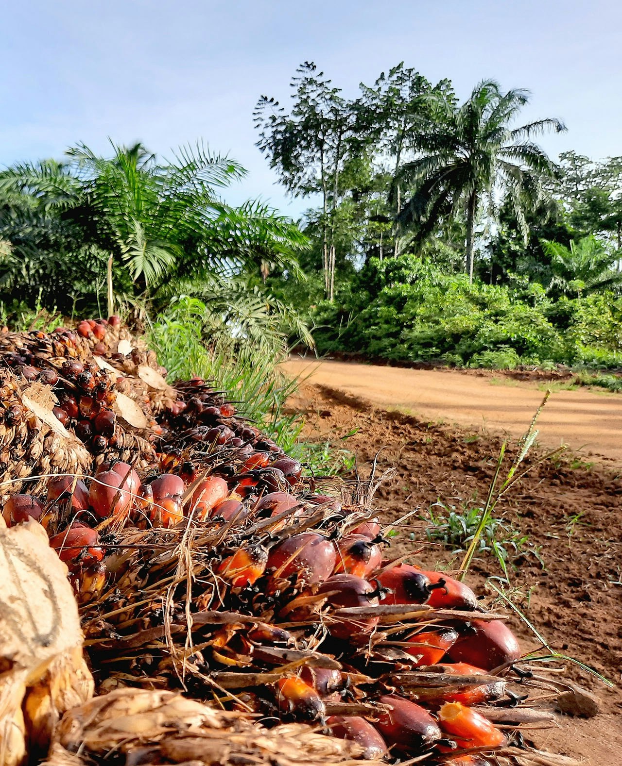 Pas geoogste palmolievruchten liggen langs de kant van de weg te wachten tot ze worden opgehaald. De vruchten worden met vrachtwagens naar de verwerkingsfabriek gebracht, waar de olie uit de vruchten wordt gehaald.