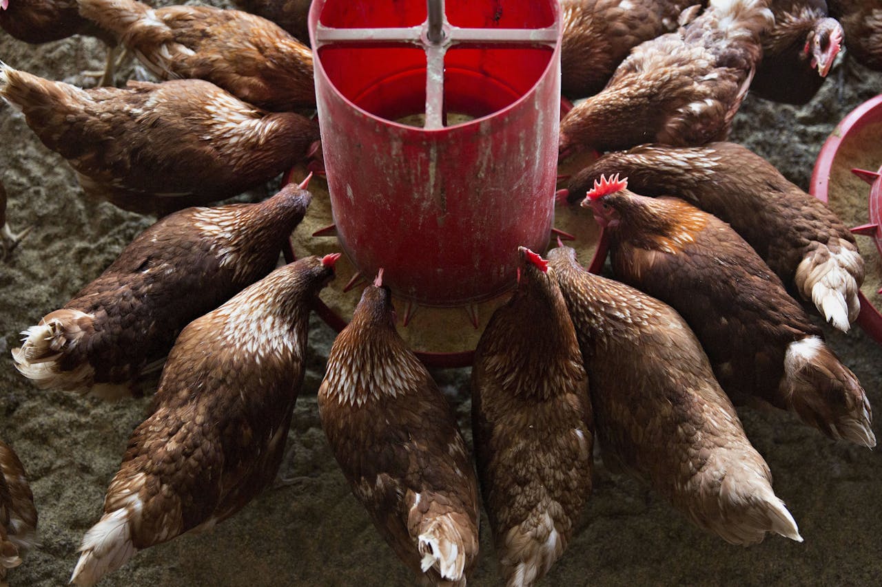 'Voer is de grootste kostenpost waarmee boeren worden geconfronteerd bij het fokken van kip', waarschuwt de Britse kartelwaakhond naar aanleiding van samenwerkingsplannen van ForFarmers.