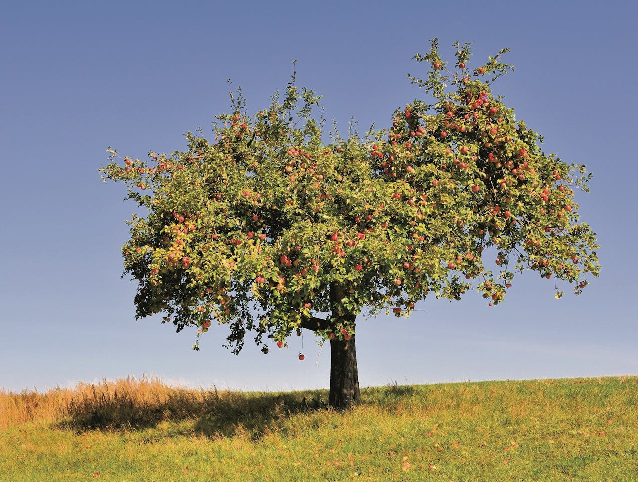 Een brede appelboom. Na het terugplaatsen moet een boom goed gesnoeid worden.