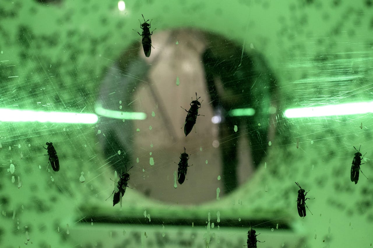 De zwarte soldaatvlieg. Sommige larven worden niet geoogst en groeien door tot vliegen om nieuwe eitjes te leggen.