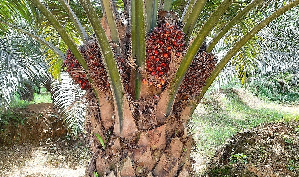 Een oliepalm, met bovenin de stam de vruchten. Palmolie is de meest gebruikte plantaardige olie ter wereld en tegelijkertijd zeer omstreden.