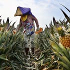 Taiwan zet Chinees importverbod ananassen om in pr-stunt